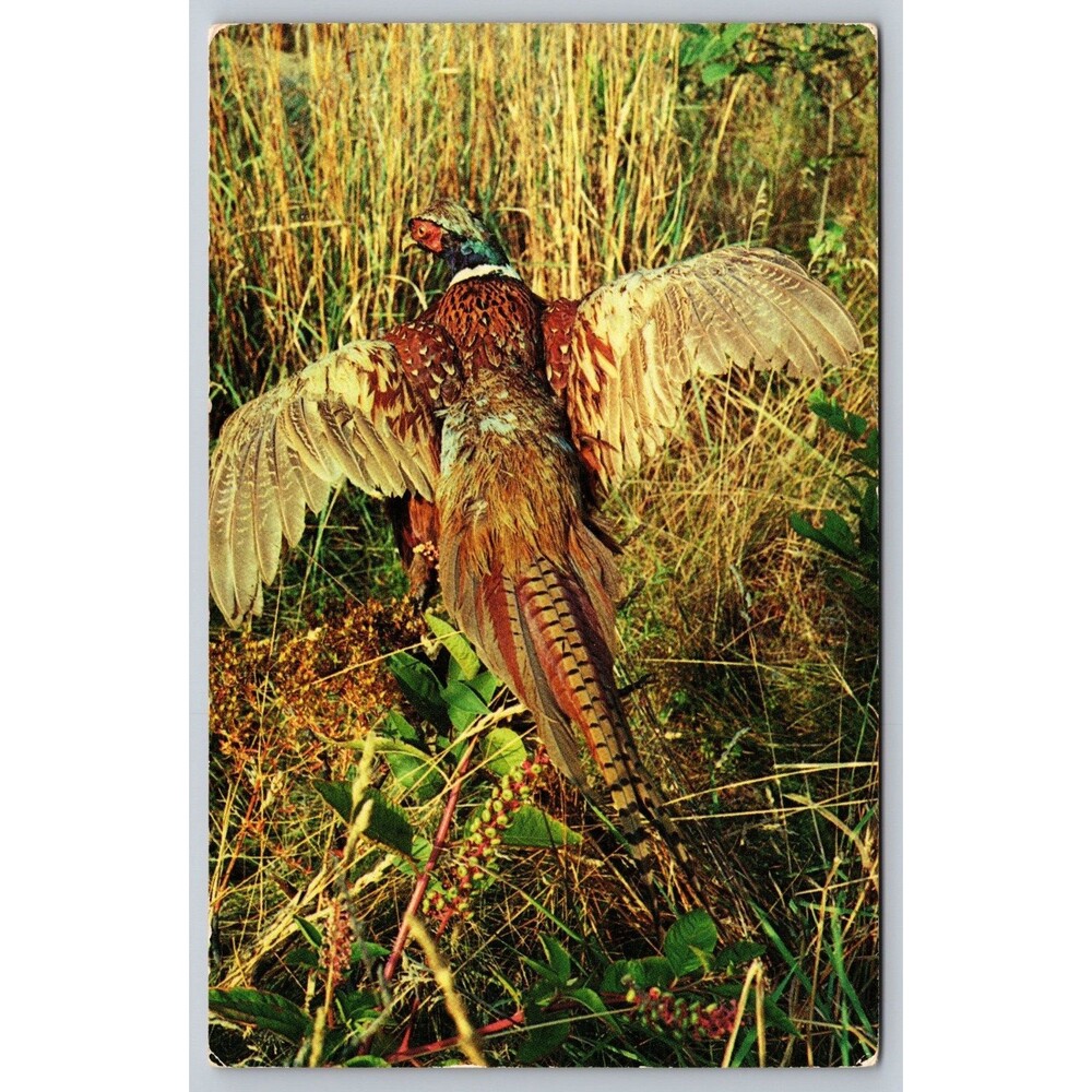 Vintage Ring-Necked Pheasant Postcard 1984 Handwritten Message Bird Nature Art